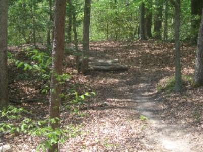 A dirt path winding through a wooded area, with trees on either side and a carpet of fallen leaves on the ground. The setting is bright and green, indicative of a lush forest during spring or summer. York River State Park mountain bike trail.