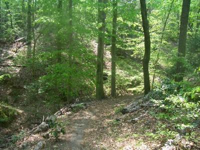 A sunlit forest path winding through lush greenery, surrounded by tall trees and a carpet of leaves and underbrush. York River State Park mountain bike trail.