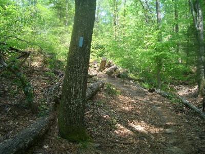 A scenic trail through a dense forest, featuring a path lined with green foliage, a large tree trunk on the left, and fallen logs scattered along the ground. Sunlight filters through the leaves, creating a bright and inviting atmosphere. York River State Park mountain bike trail.