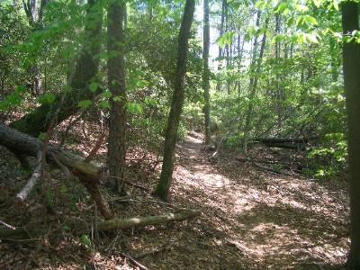 A serene forest path winding through dense greenery, with sunlight filtering through the leaves and fallen branches scattered on the ground. York River State Park mountain bike trail.