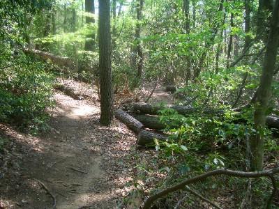 A winding dirt path through a lush green forest, surrounded by trees and undergrowth, with several fallen logs on the ground. York River State Park mountain bike trail.