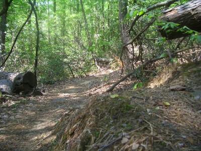 A winding dirt path through a lush, green forest, surrounded by trees and underbrush. Sunlight filters through the leaves, illuminating the trail that curves away in the distance, with fallen logs and pine needles visible along the edges. York River State Park mountain bike trail.