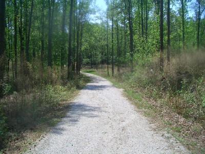 A gravel path winding through a lush green forest, surrounded by tall trees and undergrowth, under a clear blue sky. York River State Park mountain bike trail.