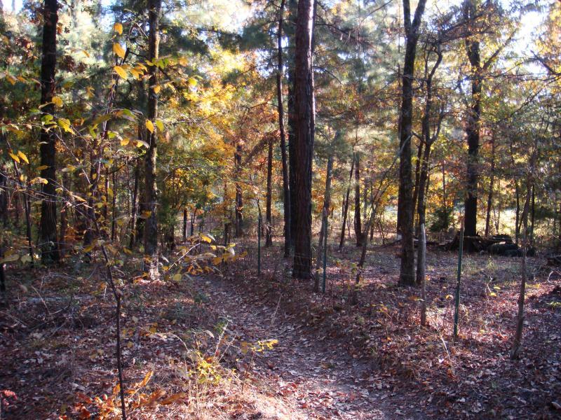 A serene forest path winding through trees adorned with autumn leaves, showcasing a mixture of green, yellow, and orange foliage. Sunlight filters through the branches, illuminating the earthy trail covered with fallen leaves. Tyler State Park mountain bike trail.