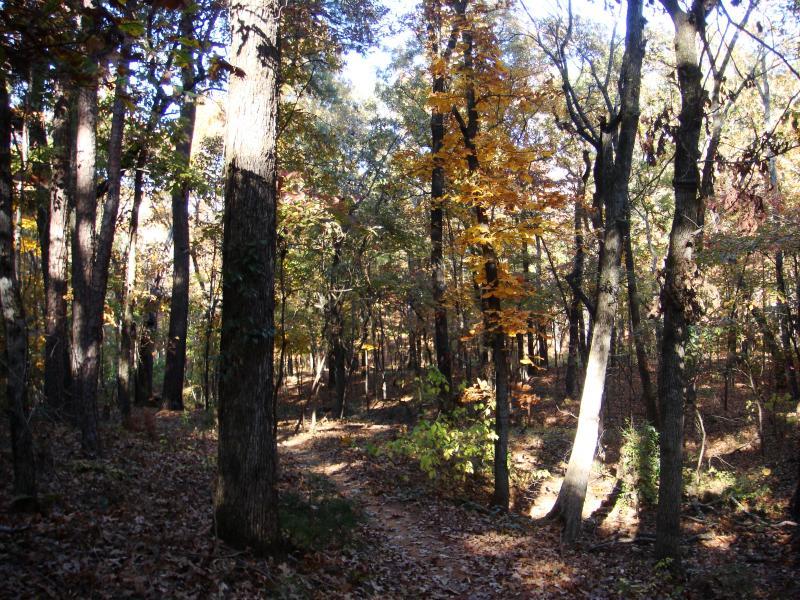 A serene forest scene showcasing tall trees with vibrant autumn foliage. Sunlight filters through the trees, illuminating a winding dirt path covered in fallen leaves. The lush greenery and warm colors create a peaceful atmosphere, evoking a sense of tranquility in nature. Tyler State Park mountain bike trail.