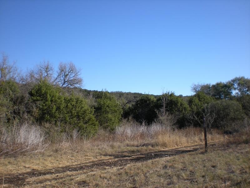 A scenic landscape featuring a dirt path surrounded by various shrubs and trees, with a clear blue sky in the background. The foreground has dry grass and sparse vegetation, leading toward a dense thicket of greenery and rolling hills in the distance. Government Canyon mountain bike trail.
