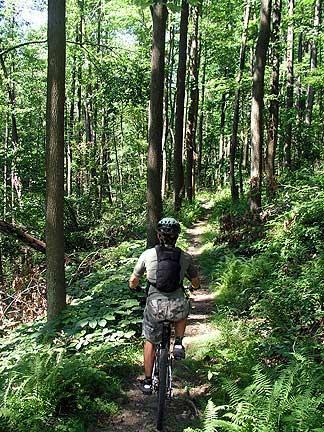 A person riding a mountain bike on a narrow dirt trail surrounded by lush greenery in a forest setting, with tall trees and ferns lining the path. The scene showcases a serene outdoor environment ideal for biking. Coopers Rock mountain bike trail.