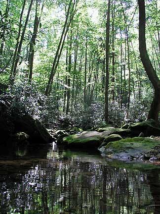 A serene forest scene featuring tall trees with lush green foliage, alongside a tranquil stream reflecting the surrounding nature. The sunlight filters through the canopy, illuminating the moss-covered rocks and creating a peaceful atmosphere. Coopers Rock mountain bike trail.