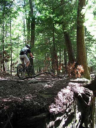 A mountain biker navigating a forest trail surrounded by tall trees and greenery, with sunlight filtering through the leaves. The bike is positioned near the edge of a rocky incline, showcasing the rugged terrain of the trail. Coopers Rock mountain bike trail.
