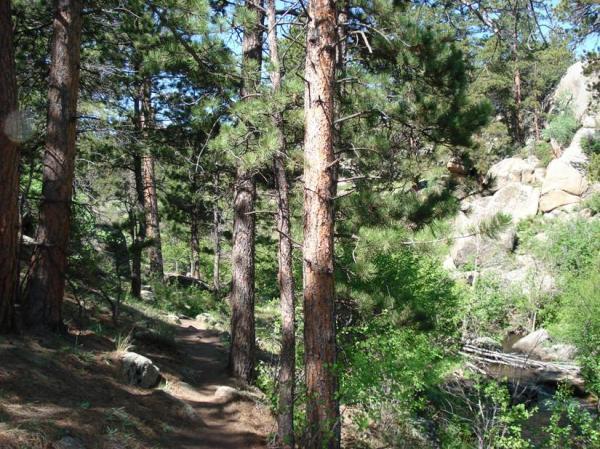 A peaceful forest path surrounded by tall pine trees, with sunlight filtering through the branches. Green foliage and rocky terrain are visible along the trail, creating a serene natural setting. Curt Gowdy State Park mountain bike trail.