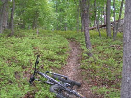 Mountain bike lying on a rocky trail surrounded by lush green foliage and trees. Cacapon State Park mountain bike trail.