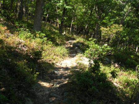 A narrow trail winding through a lush, green forest, surrounded by trees and underbrush. Sunlight filters through the leaves, illuminating the rocky path. Cacapon State Park mountain bike trail.