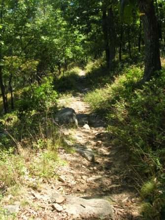 A narrow dirt path winding through a lush green forest, bordered by trees and rocks, with sunlight filtering through the foliage. Cacapon State Park mountain bike trail.