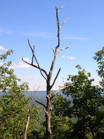 A leafless, dead tree stands prominently against a clear blue sky, surrounded by lush green foliage and rolling hills in the background. Cacapon State Park mountain bike trail.