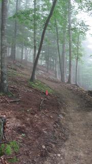 A misty forest trail winding through tall trees, with a faint dirt path visible. Red trail markers are positioned along the path, and the atmosphere appears serene and slightly mysterious due to the fog. North Bend State Park mountain bike trail.