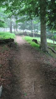 A serene dirt path meandering through a lush green forest, surrounded by tall trees and soft underbrush, with a misty atmosphere creating a tranquil ambiance. North Bend State Park mountain bike trail.