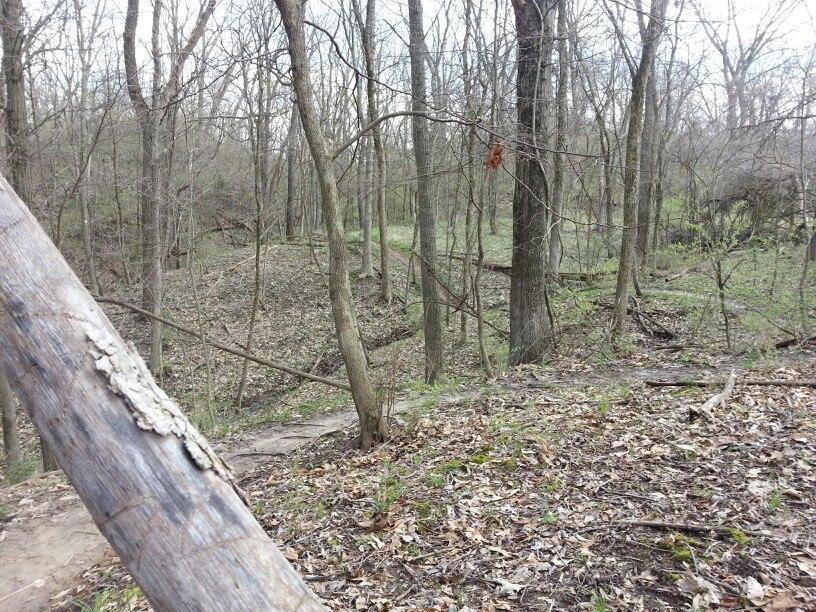 A serene forest scene with bare trees and a soft, leaf-covered ground. A winding path is visible in the background, indicating a trail through the woods. Wildlife Prairie Park mountain bike trail.