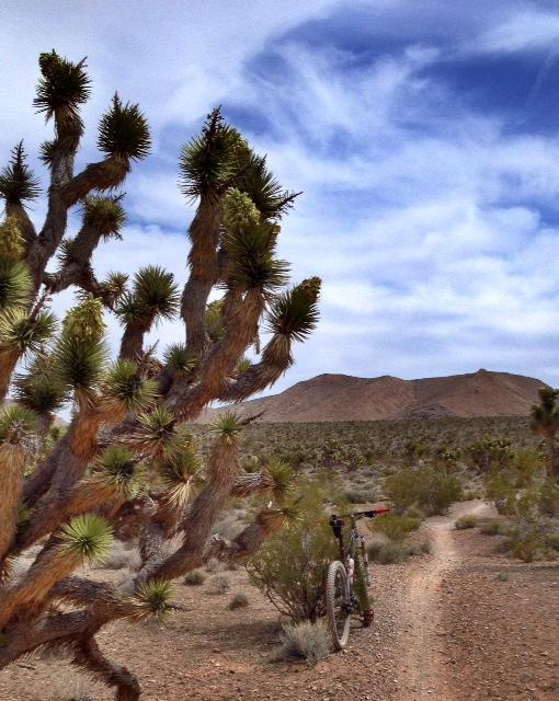 A desert landscape featuring a tall Joshua tree on the left, with spiky green foliage. In the background, a mountain rises against a partly cloudy sky. A dirt path winds through the scene, and a mountain bike is positioned to the right, partially hidden by vegetation. Cottonwood Valley North mountain bike trail.