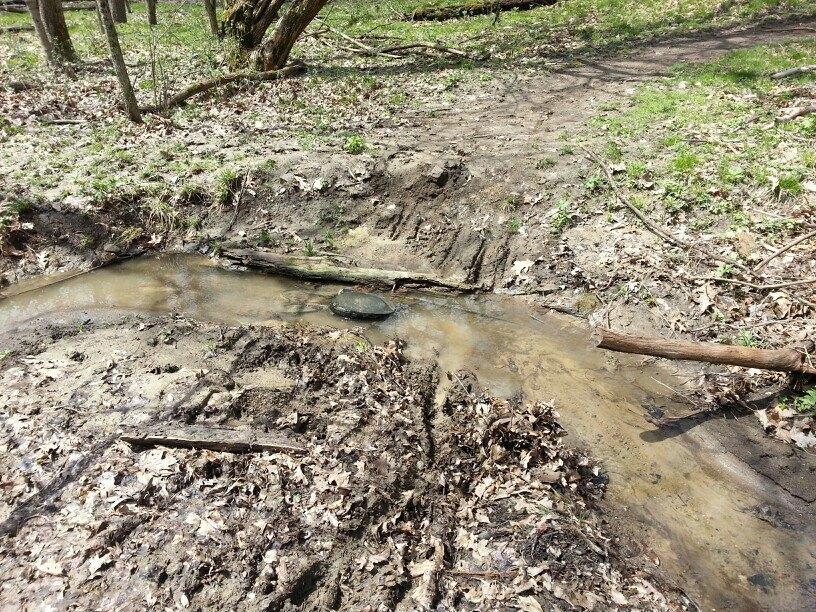 A small, muddy creek flows through a wooded area, surrounded by fallen leaves and patches of grass. A few logs lie near the water's edge, and tire tracks are visible in the nearby dirt path, indicating human activity in the natural setting. Wildlife Prairie Park mountain bike trail.