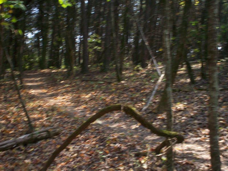 A blurry view of a wooded trail surrounded by tall trees, with fallen leaves covering the ground and a prominent curved branch in the foreground. Panther Creek State Park mountain bike trail.