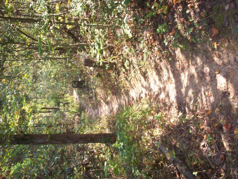 A winding dirt path through a lush green forest, surrounded by tall trees and underbrush. Sunlight filters through the leaves, casting soft shadows on the trail. Panther Creek State Park mountain bike trail.