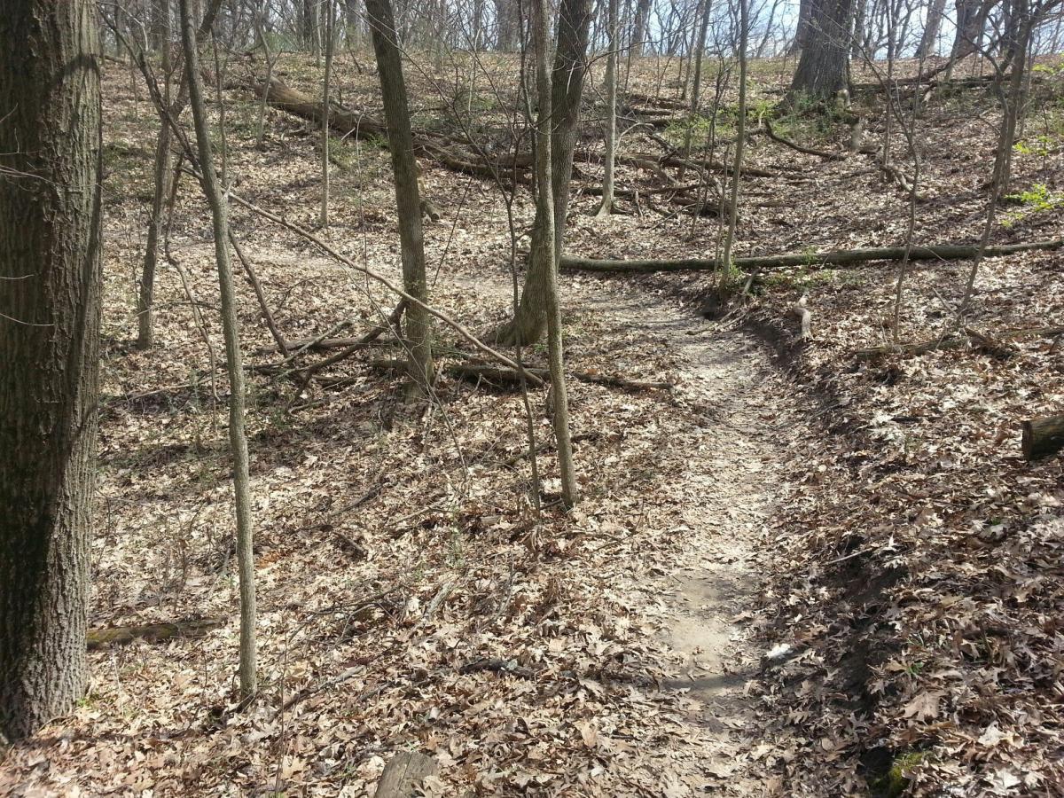 A winding dirt trail surrounded by bare trees and fallen leaves in a wooded area during early spring. The ground is mostly covered in dry leaves, creating a natural pathway through the forest. Illiniwek Forest Preserve mountain bike trail.
