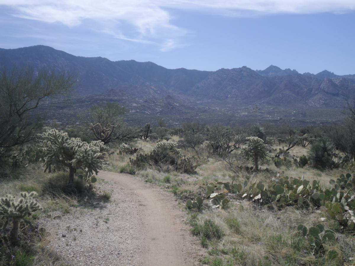 A dirt path winding through a desert landscape featuring cacti and sparse vegetation, with mountains in the background under a clear blue sky. 50-year Trail / Golder Ranch mountain bike trail.