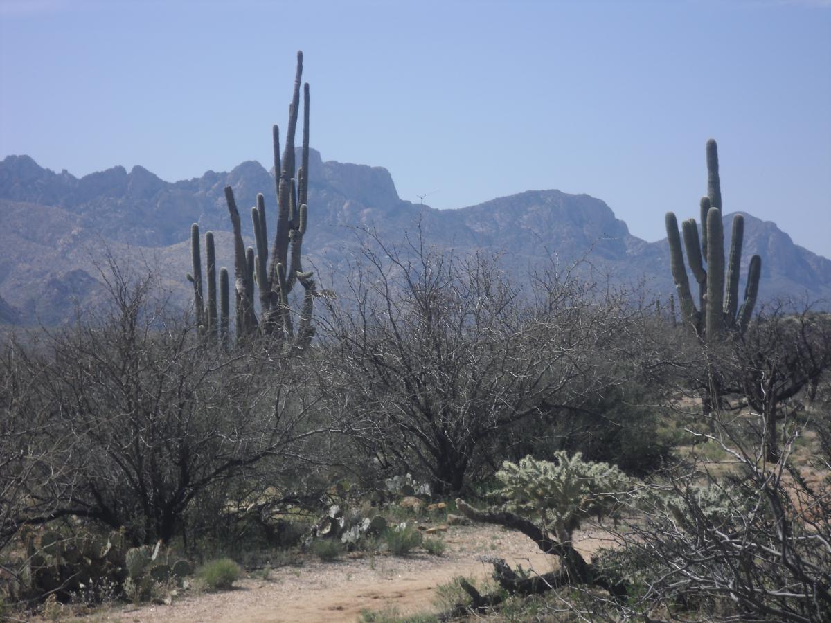A desert landscape featuring tall cacti against a backdrop of rugged mountains. The scene includes sparse vegetation with dry brush and a variety of cacti species, under a clear blue sky. 50-year Trail / Golder Ranch mountain bike trail.