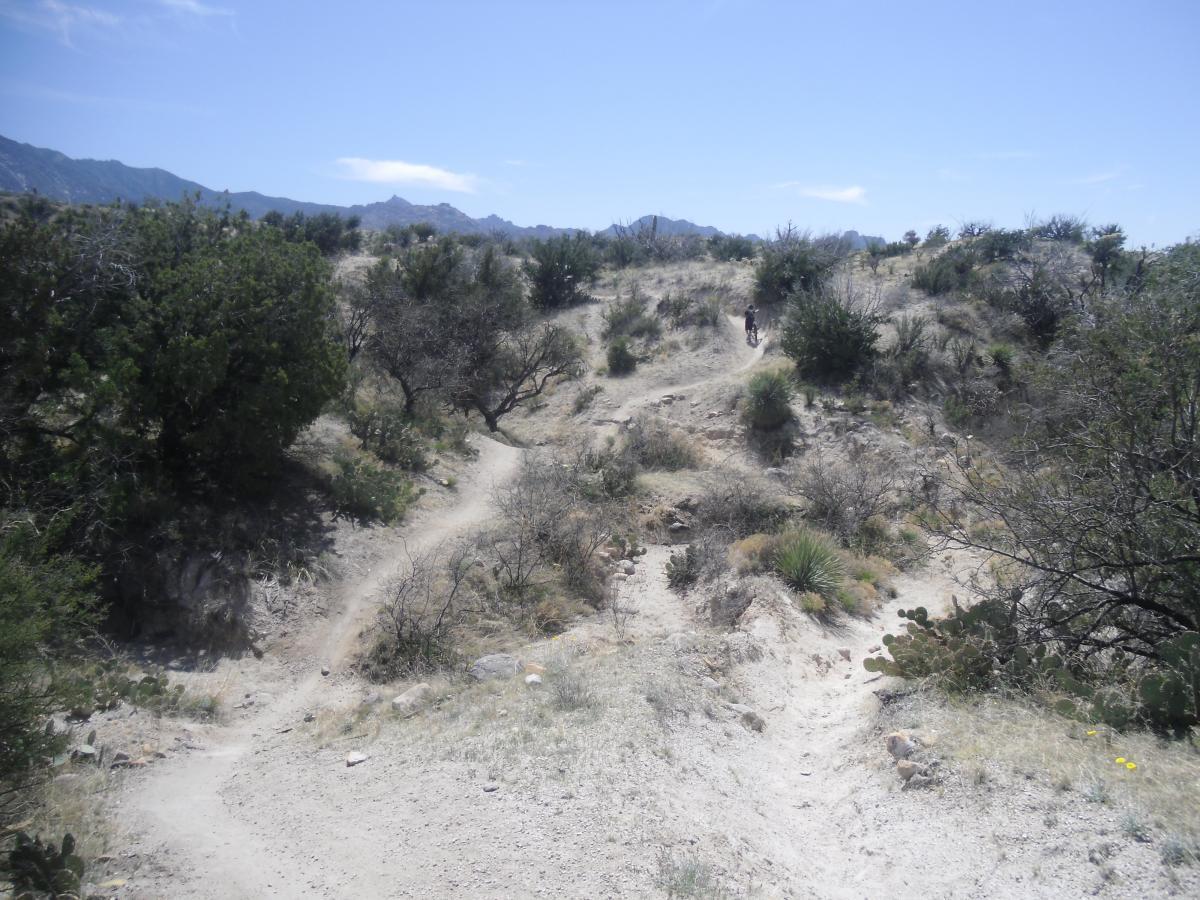 A dirt hiking trail winding through a desert landscape with sparse vegetation, rocky terrain, and distant mountains under a clear blue sky. A lone hiker is visible on the path in the background. 50-year Trail / Golder Ranch mountain bike trail.