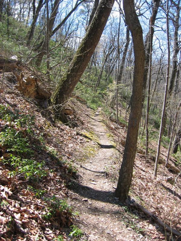 A winding dirt trail surrounded by trees and greenery, with fallen leaves on the ground, leading through a forested area under a clear blue sky. Douthat State Park mountain bike trail.