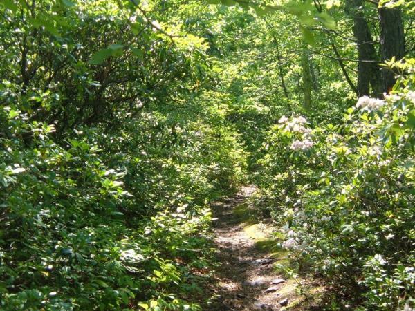 A narrow, winding dirt path surrounded by lush green foliage and flowering plants in a sunny forest. The dense greenery creates a vibrant, natural setting inviting exploration. Douthat State Park mountain bike trail.