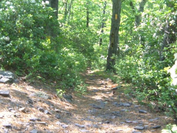 A narrow dirt path winding through a lush green forest, flanked by bushes and trees. The path is lined with small rocks and surrounded by vibrant foliage, with sunlight filtering through the leaves overhead. Douthat State Park mountain bike trail.