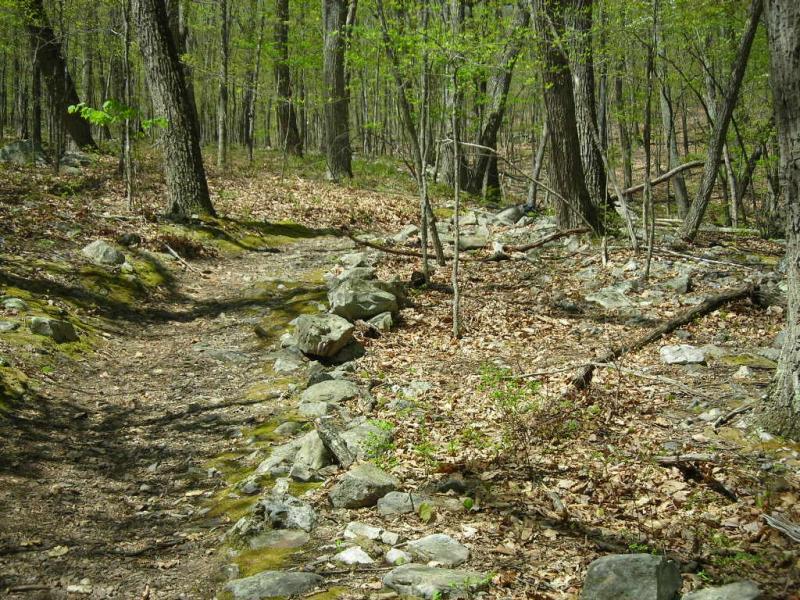 A scenic woodland trail winding through a forest with tall trees, scattered rocks, and a carpet of fallen leaves on the ground, creating a serene natural environment. Douthat State Park mountain bike trail.