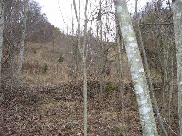 A view of a wooded area with bare trees and sparse vegetation. The ground is covered with fallen leaves, and there are small evergreen bushes in the background. The scene is set on a hillside, indicating a natural, outdoor environment. Warriors' Path State Park mountain bike trail.