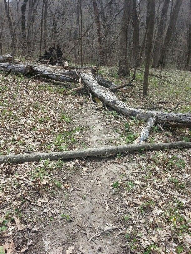 A winding dirt path through a wooded area, obstructed by fallen trees and branches. The ground is covered with sparse green grass and dried leaves, and the trees in the background are bare, indicating early spring or late fall. Illiniwek Forest Preserve mountain bike trail.