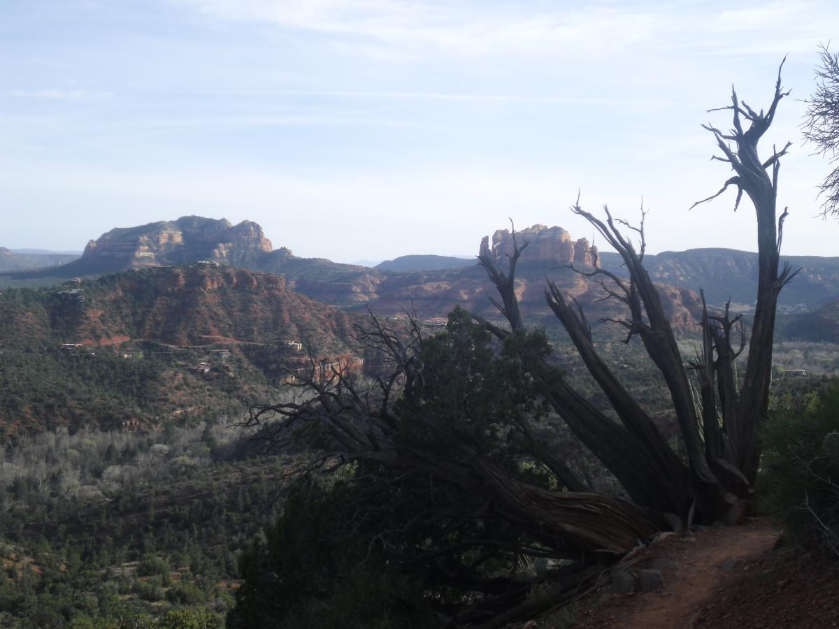 Landscape view of red rock formations and distant mountains, with a gnarled tree in the foreground. The scene features a mix of green vegetation and rocks, showcasing the natural beauty of the outdoors under a clear sky. Airport Mesa Trail Network mountain bike trail.