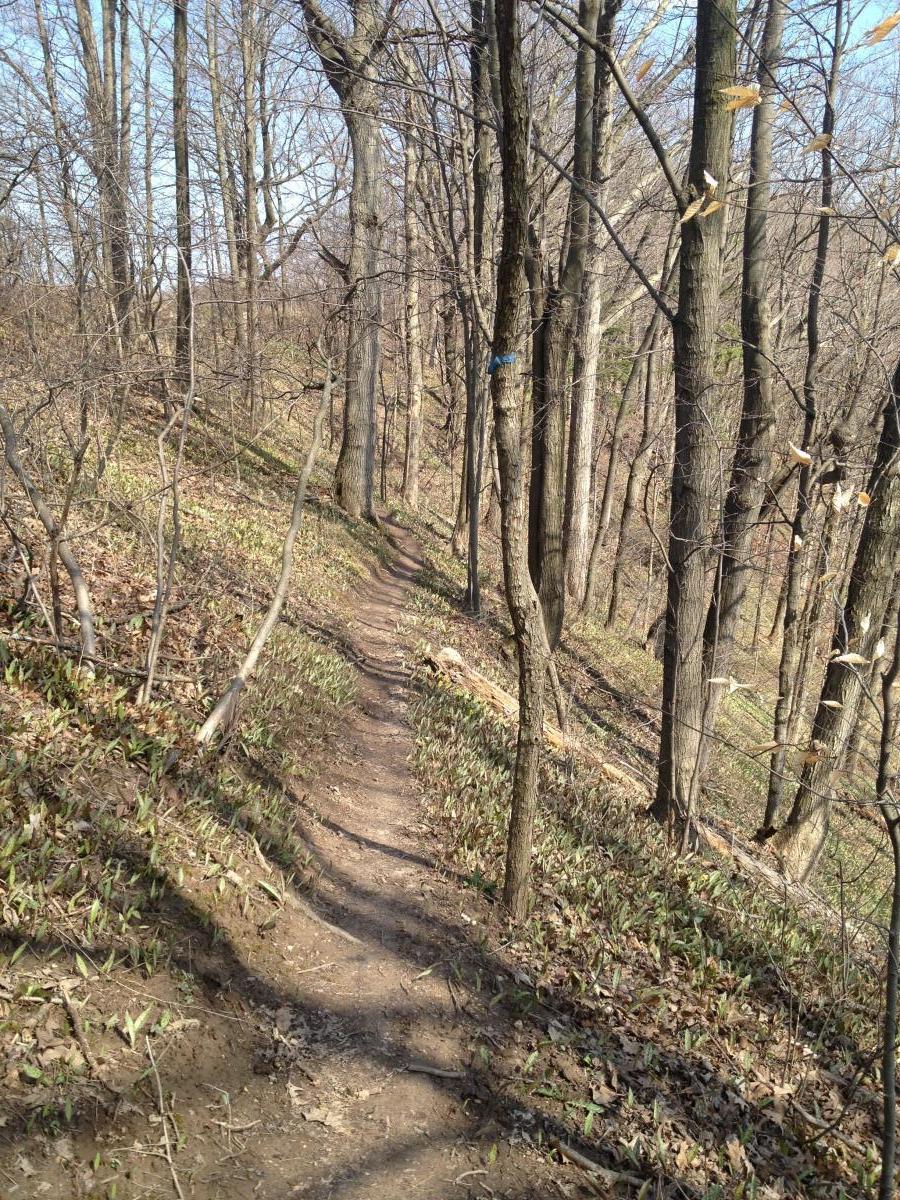A winding dirt trail surrounded by bare trees and early spring foliage, leading into a wooded area with sunlight filtering through the branches. Bronte Creek North Trail mountain bike trail.