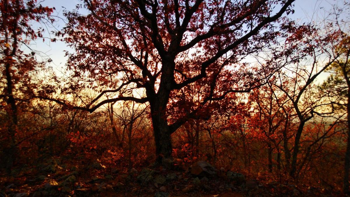 A silhouette of a large tree with vibrant red leaves against a golden sunset backdrop, surrounded by other trees in a wooded area. The scene captures the beauty of autumn with soft light filtering through the branches. Coldwater Mountain mountain bike trail.