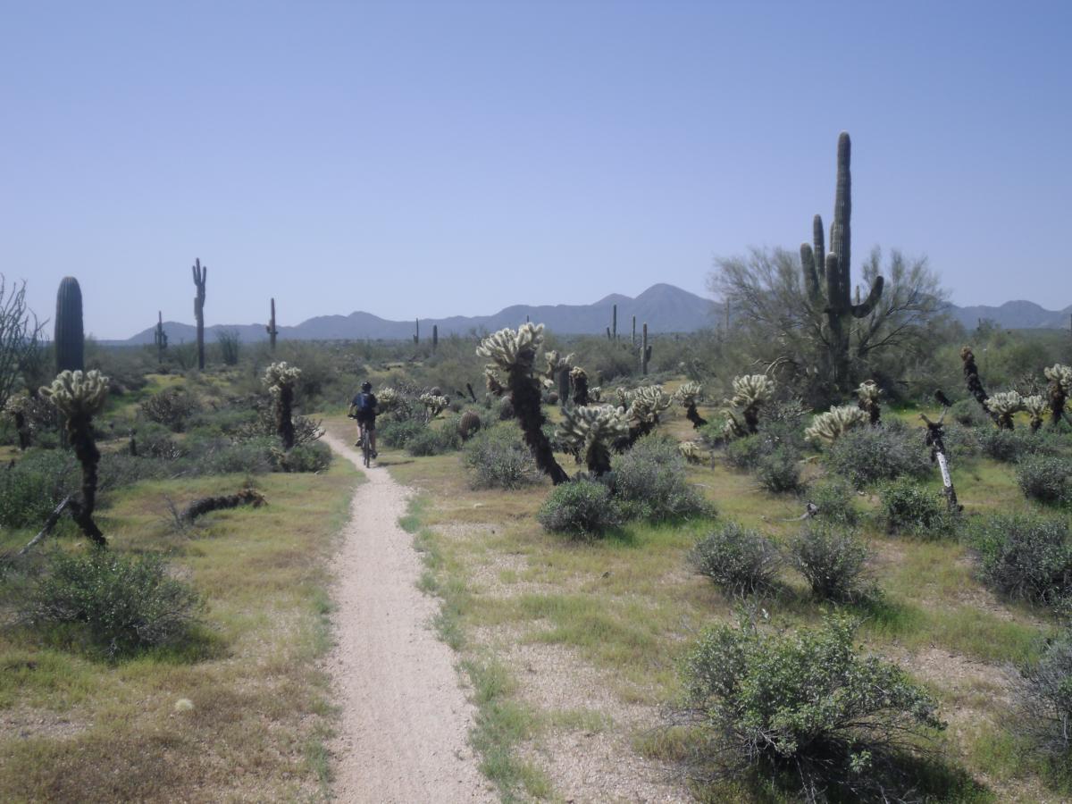A person riding a bicycle on a dirt path through a desert landscape, surrounded by cacti and shrubs, with mountains visible in the background under a clear blue sky. McDowell Mountain Park mountain bike trail.