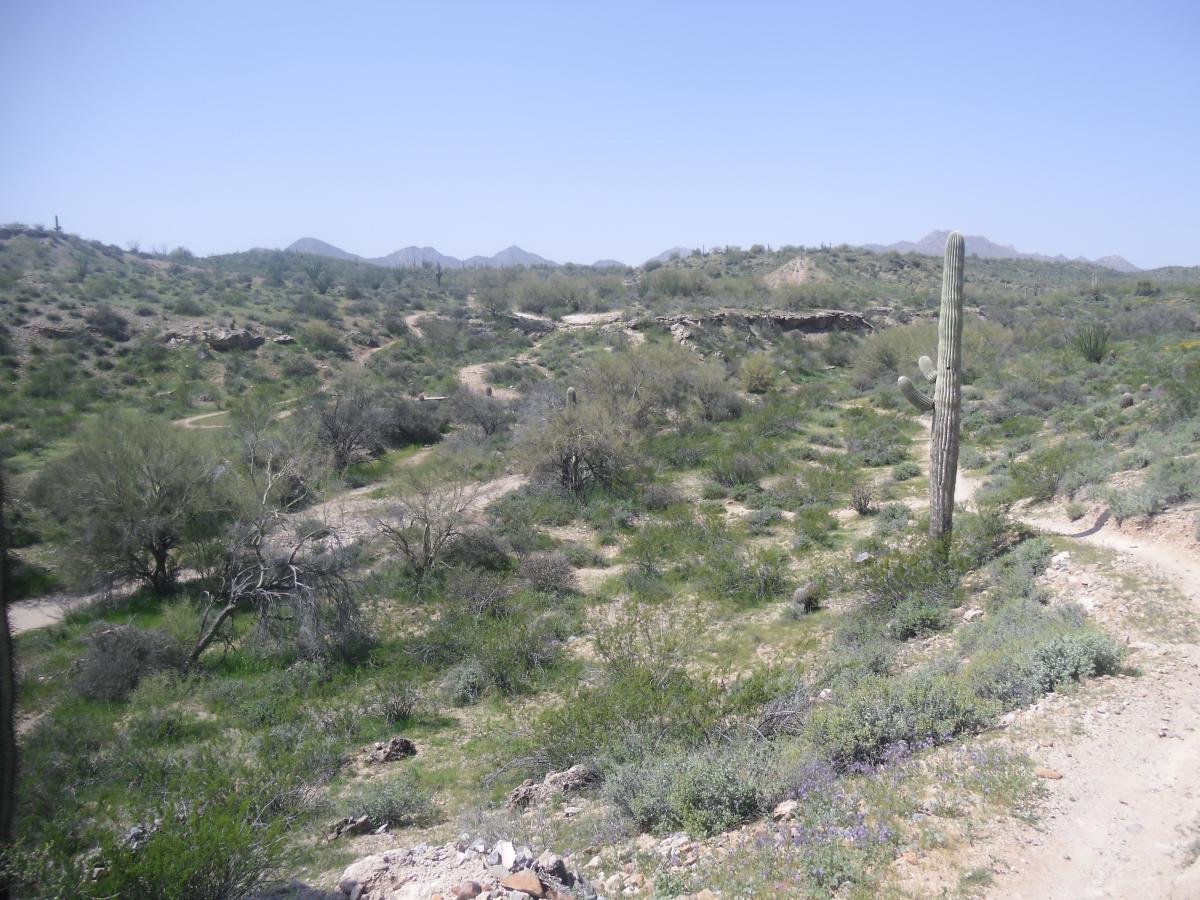 A desert landscape featuring a prominent saguaro cactus on the right side. The scene includes rolling hills covered in green vegetation, rocky terrain, and winding dirt paths leading through the scenery under a clear blue sky. The background showcases distant mountains. McDowell Mountain Park mountain bike trail.