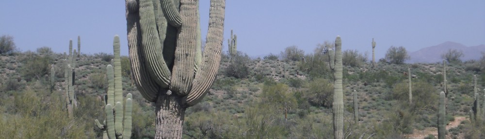 A person standing on a dirt path surrounded by desert vegetation, including large cacti and shrubs, under a clear blue sky.
