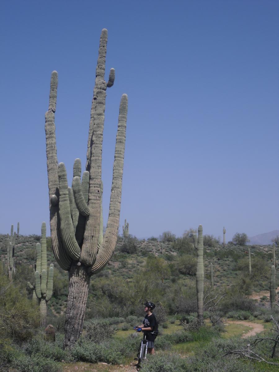 A person in a black helmet and t-shirt stands next to a tall saguaro cactus in a desert landscape, surrounded by smaller cacti and green shrubs under a clear blue sky. McDowell Mountain Park mountain bike trail.