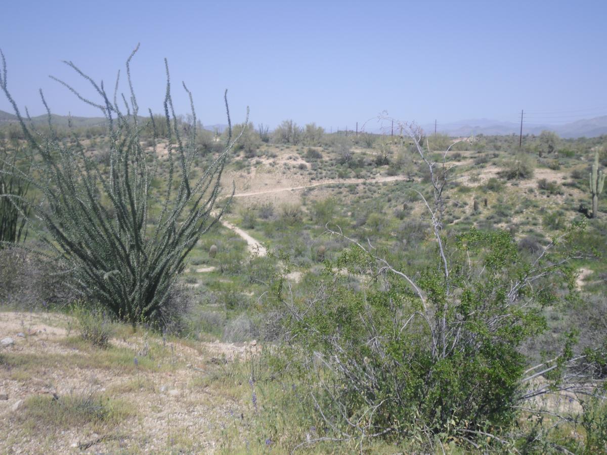 A scenic view of a desert landscape featuring various shrubs and cacti. The terrain is undulating with a dirt path winding through the vegetation. In the foreground, a tall, spiky plant is prominently displayed, while the background includes rolling hills and distant mountains under a clear blue sky. McDowell Mountain Park mountain bike trail.