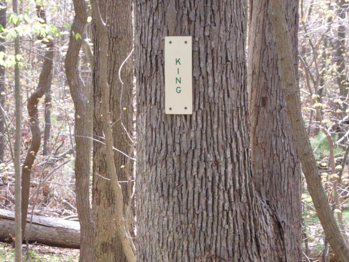 A close-up view of a tree trunk in a forest, featuring a white sign with the word "KING" written in green letters. The background shows other tree trunks and sparse foliage, indicating early spring or late winter. Meadowlark Park mountain bike trail.