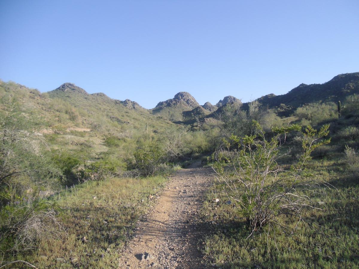 A dirt path winding through a desert landscape, surrounded by low green shrubs and cacti, with rocky hills rising in the background under a clear blue sky. Trail #100 mountain bike trail.