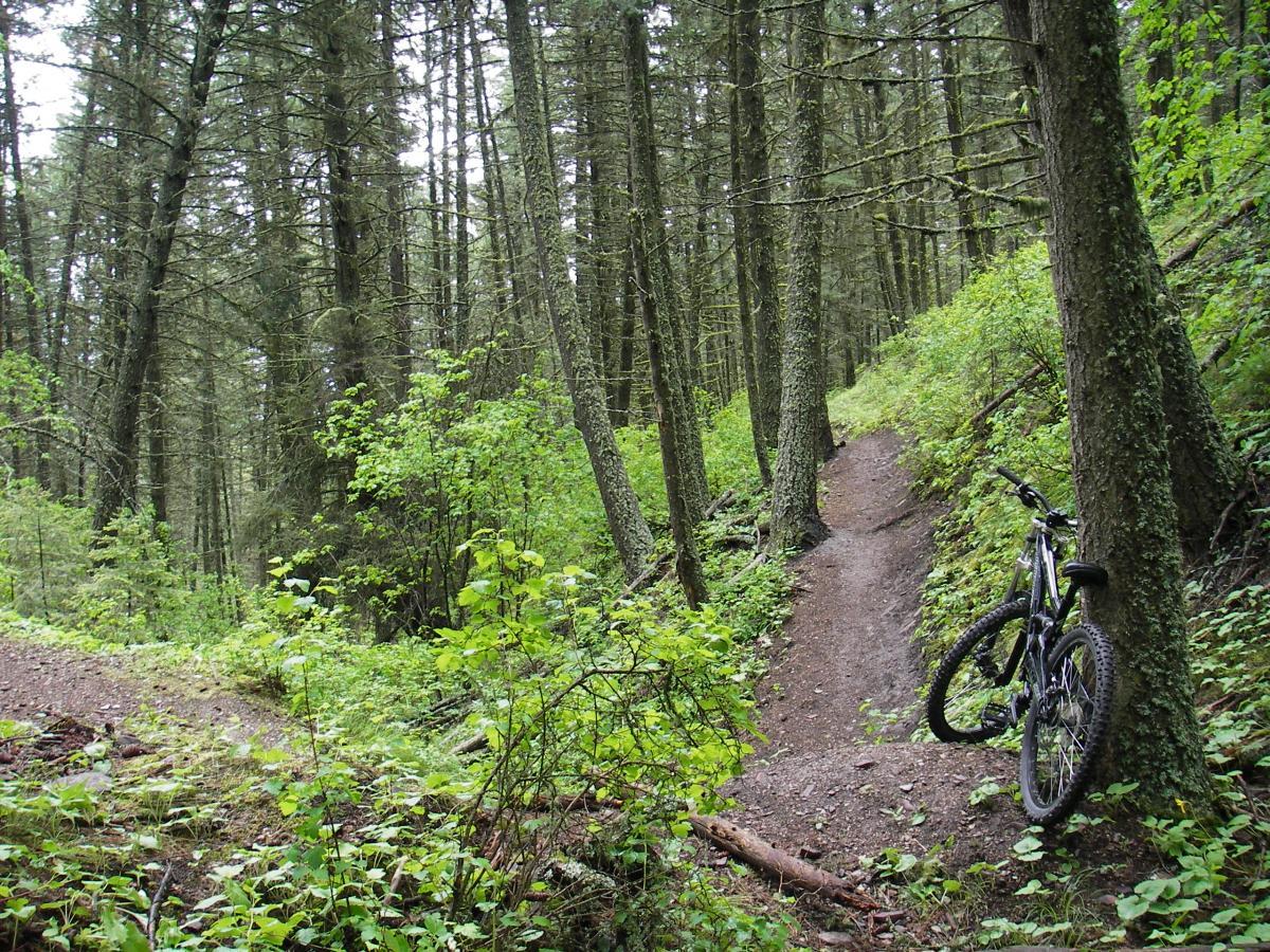 A mountain bike leaned against a tree on a narrow dirt trail surrounded by dense greenery and tall pine trees in a forest. Blue Mountain mountain bike trail.
