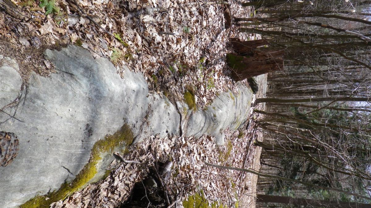 A winding trail cutting through a forest, surrounded by fallen leaves and moss-covered rocks, with bare trees in the background under a clear sky. Beebe Hill State Forest mountain bike trail.