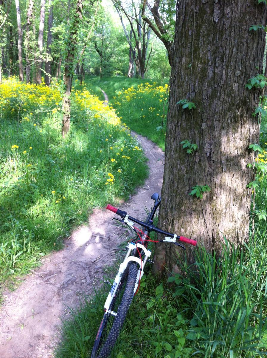 A mountain bike resting against a tree along a dirt path, surrounded by lush greenery and yellow wildflowers in a forested area. Chickasaw Trace mountain bike trail.