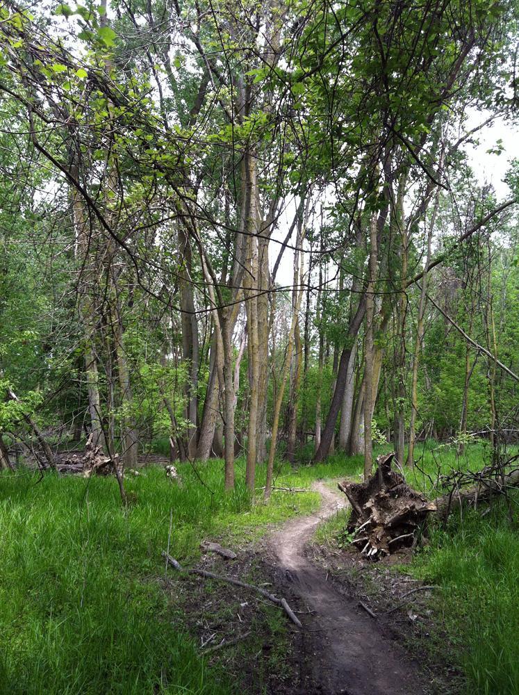 A winding dirt path leads through a lush green forest filled with tall trees and vibrant foliage. The scene captures a serene and natural environment, with patches of grass and fallen branches along the trail. Jermain Park mountain bike trail.