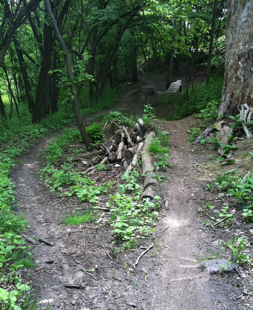 A winding dirt trail through a dense forest, surrounded by green foliage and trees. A fallen log is partially blocking the path, with another trail visible in the background. Natural light filters through the leaves, illuminating the scene. Jermain Park mountain bike trail.